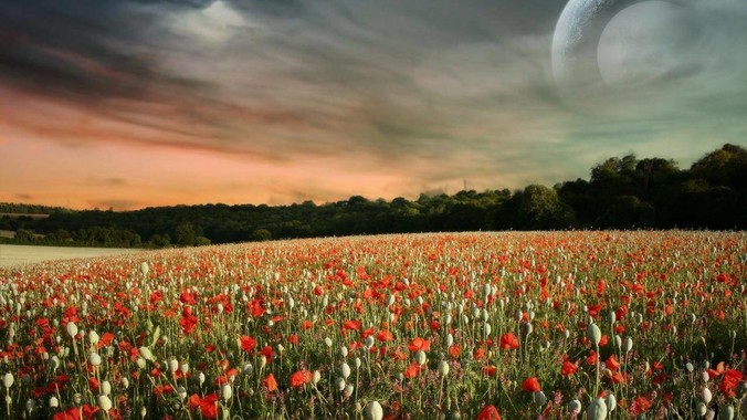 如何看待 Rust 的应用前景？